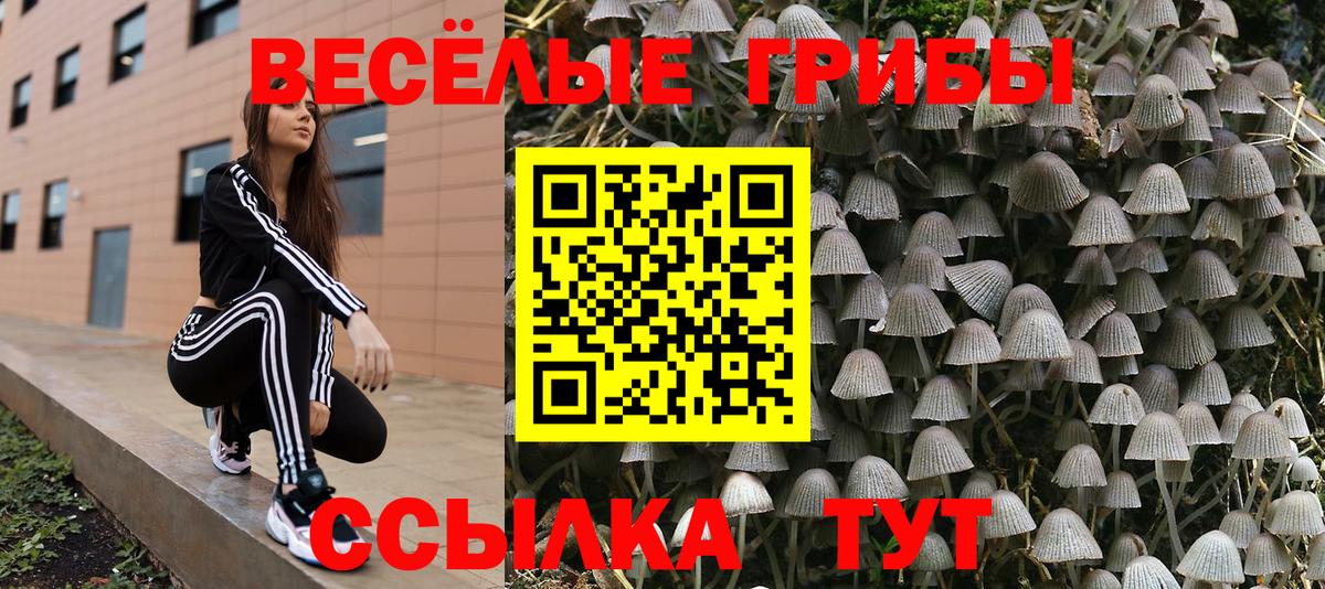 дарнет шоп  Псилоцибиновые грибы ЛСД  Вход с VPN  Кольчугино 
